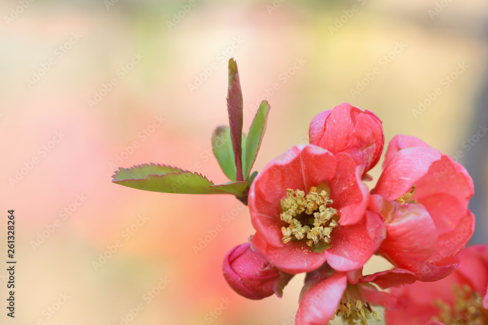 Obraz premium 木瓜の花