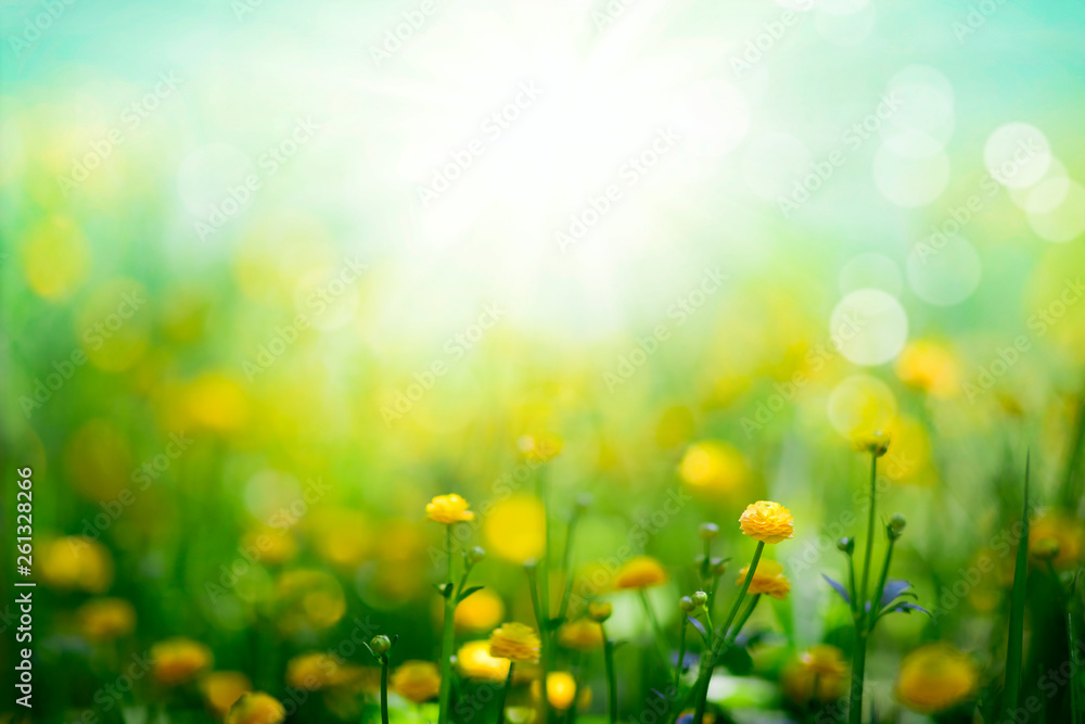 Yellow spring flowers on sunny green meadow background 