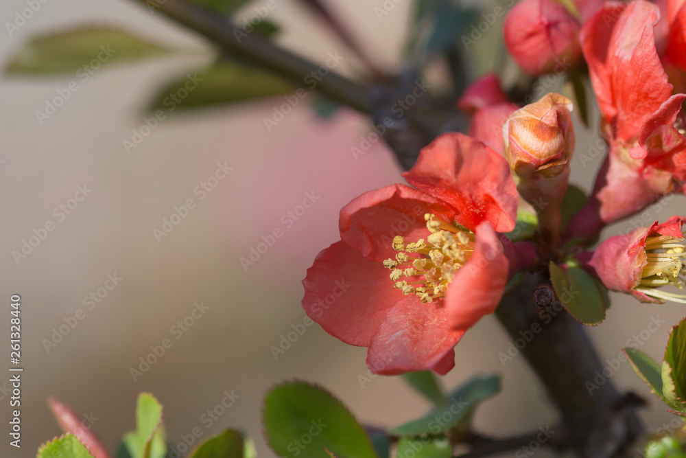 木瓜の花