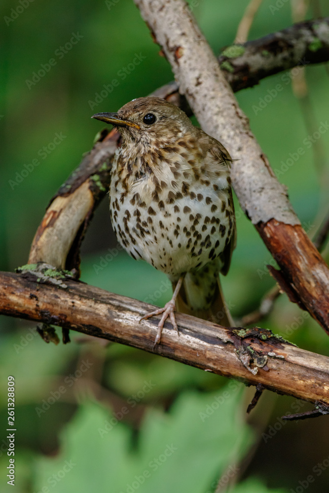Song Thrush (Turdus philomelos).