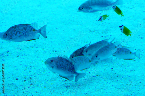 Blurry photo of salt water fishes in a clear waters of a sea aquarium