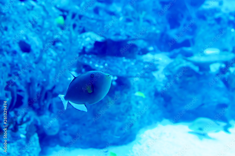 Blurry photo of a large sea aquarium with different sale water fishes and coral reefs Blurry photo of a large sea aquarium with different sale water fishes and coral reefs