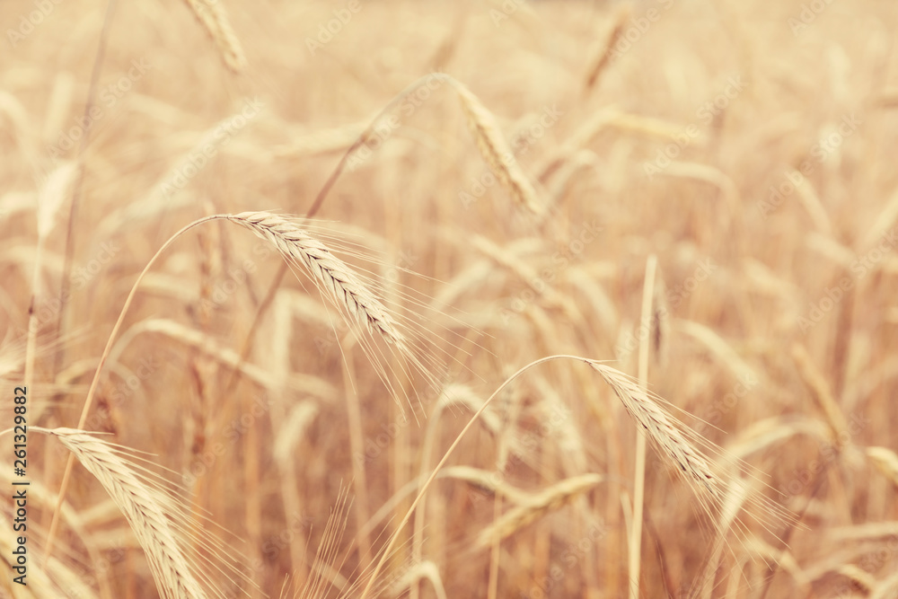 Fototapeta premium Sunny golden wheat field, ears of wheat close up background