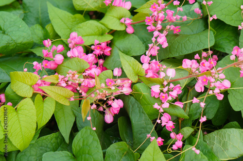 Antigonon leptopus or mexican creeper or coral vine or bee bush plant  with pink flowers photo