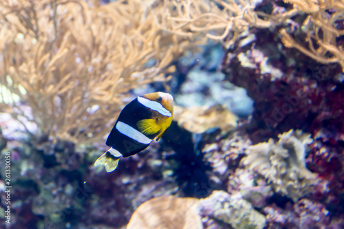 Blurry photo of Amphiprion clarkii  known commonly as Clark s anemonefish and yellowtail clownfish in a sea aquarium