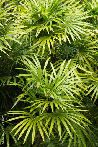 Rhapis excelsa broadleaf lady palm or bamboo palm vertical