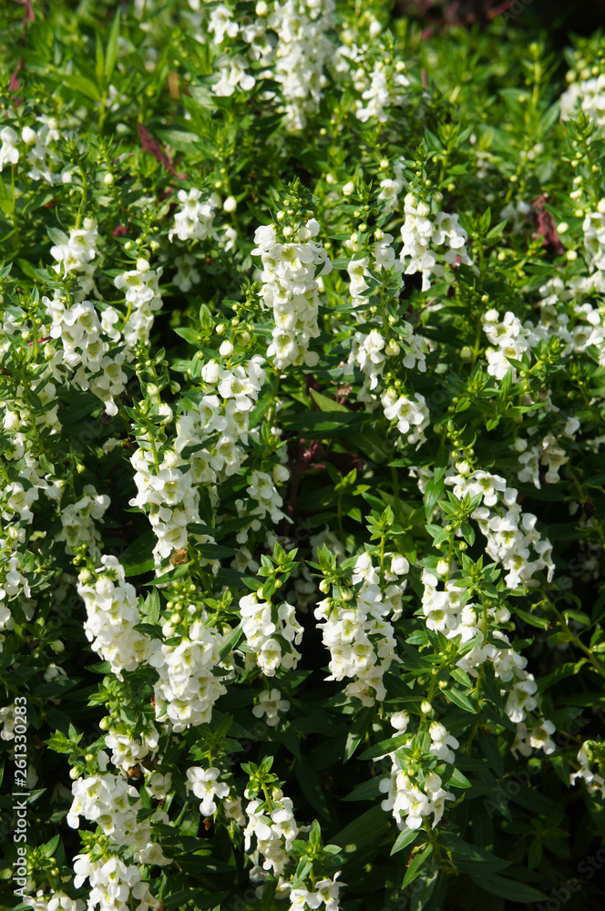 Angelonia angustifolia or summer snapdragon white flowers Angelonia angustifolia or summer snapdragon white flowers