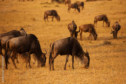 Big herd of wildebeests pasturing at dry grassland