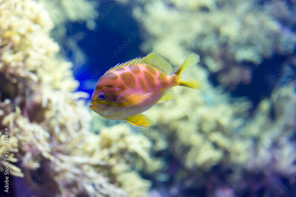 Blurry photo of small colorful fishes in a coral reefs in a sea aquarium Blurry photo of small colorful fishes in a coral reefs in a sea aquarium