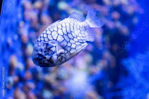 Blurry photo of Monocentridae Pinecone fishes in a sea aquarium photo