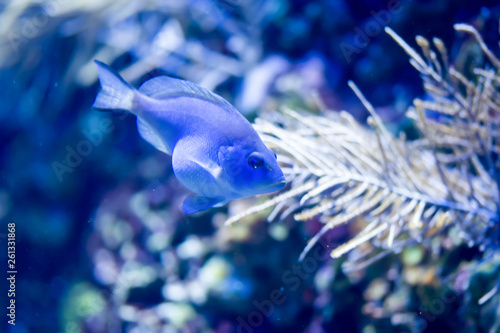 Blurry photo of a pregnant blue fish with coral reef in a sea aquarium photo
