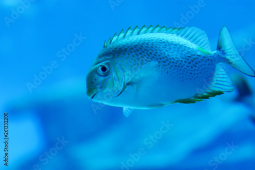Blurry Yellowfin surgeonfish in a sea aquarium © Bill