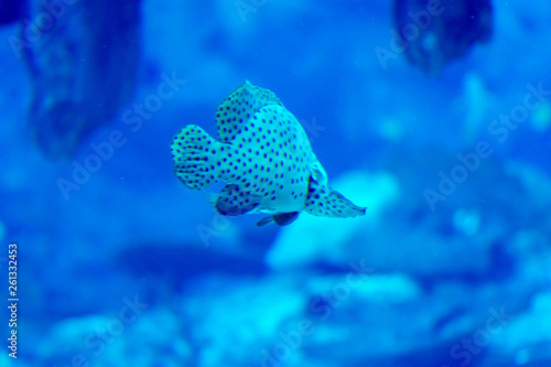 Fototapeta Naklejka Na Ścianę i Meble -  Blurry photo of Harlequin sweetlips in a sea aquarium