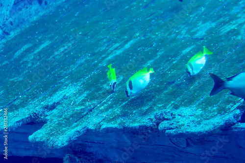 Fototapeta Naklejka Na Ścianę i Meble -  Blurry photo of Teardrop butterflyfish in a sea aquarium