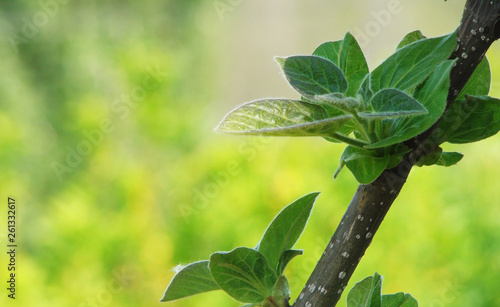 Empress tree bud growing into a branch over the spring
