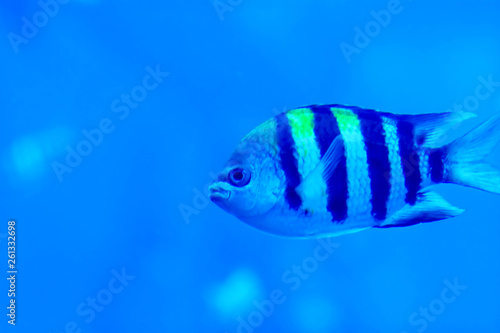 Blurry photo of Sergeant major pintano fish in a sea aquarium