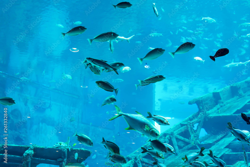 Blurry photo of a large sea aquarium with different sale water fishes and coral reefs Blurry photo of a large sea aquarium with different sale water fishes and coral reefs