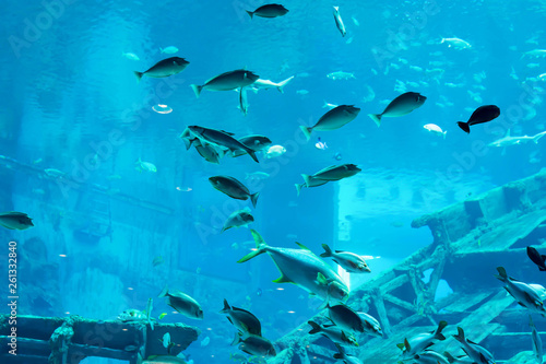 Blurry photo of a large sea aquarium with different sale water fishes and coral reefs