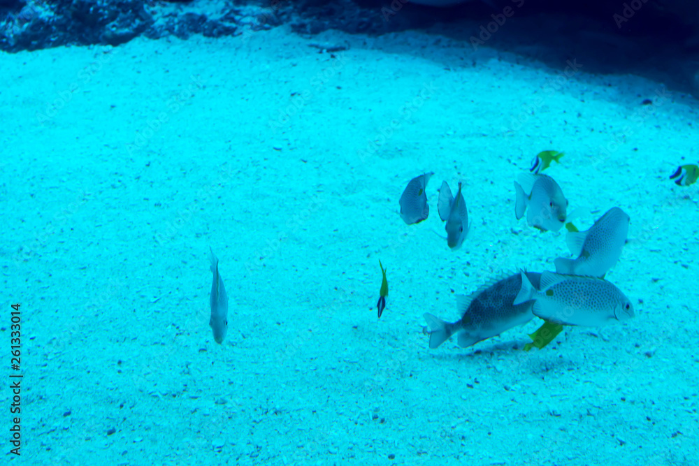 Obraz premium Blurry photo of a large sea aquarium with different sale water fishes and coral reefs