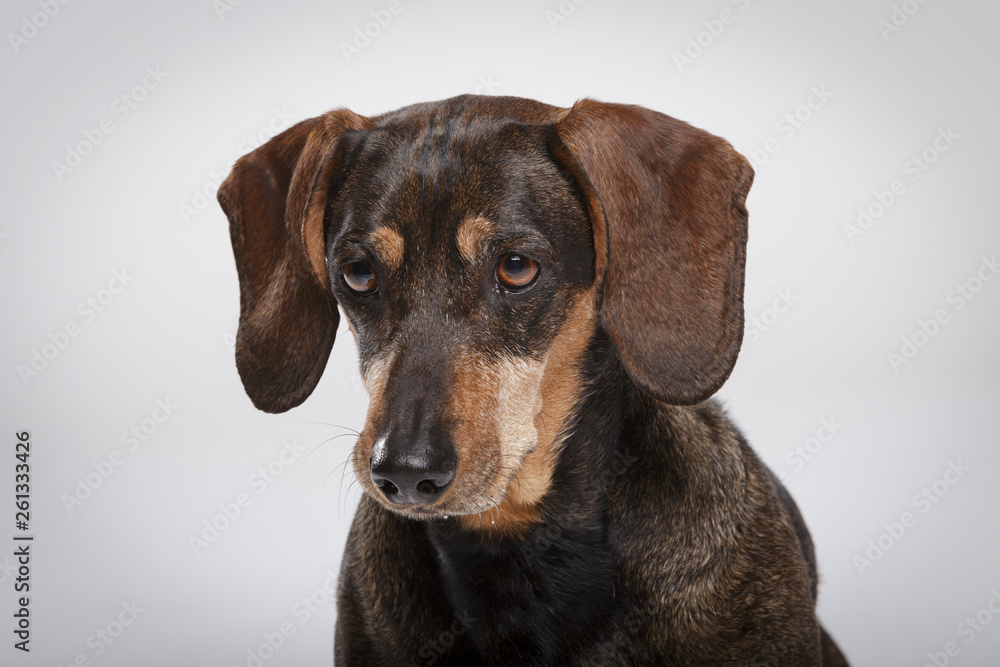 Studio portrait of an expressive Teckel dog against neutral background