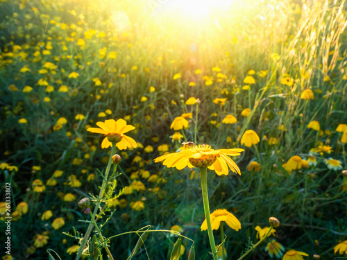 Field yellow flowers and green grass in the golden rays of sunset.