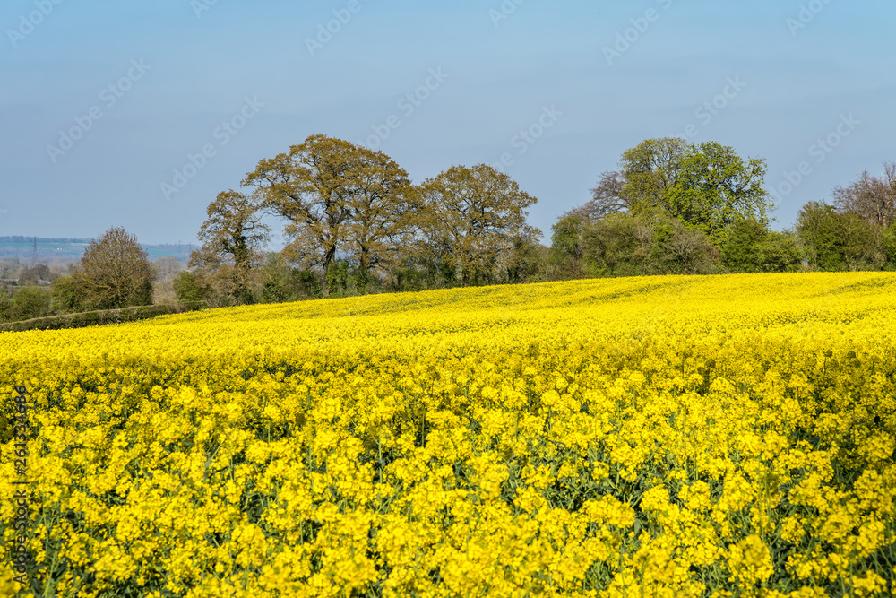 A crop of bright yellow oilseed rape. The plants are in bright sunlight, and there are trees behind. More distant countryside can be seen in one corner.