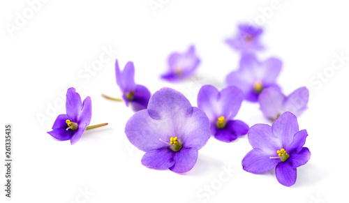 Violets on white background.