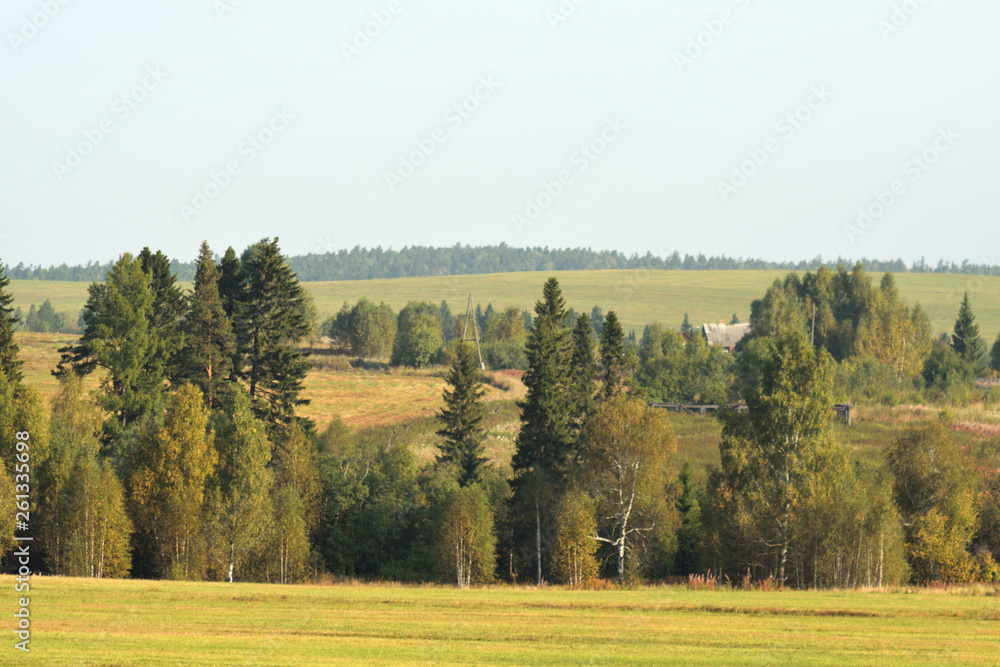 Landscape of meadow road and forest