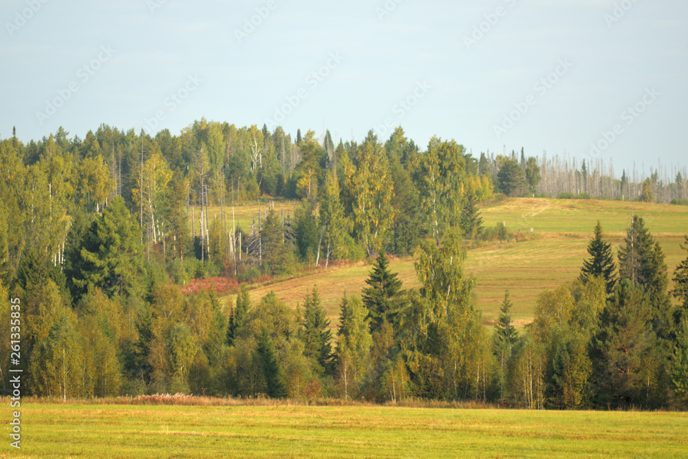 Landscape of meadow road and forest