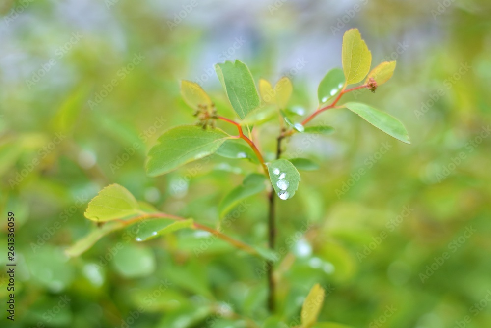 Branch of tree with fresh green leaves and drops of water in spring. Spring green bush with beautiful drops of water on small green leaves. Dew drops on the leaves of a tree. Green summer background Branch of tree with fresh green leaves and drops of water in spring. Spring green bush with beautiful drops of water on small green leaves. Dew drops on the leaves of a tree. Green summer background