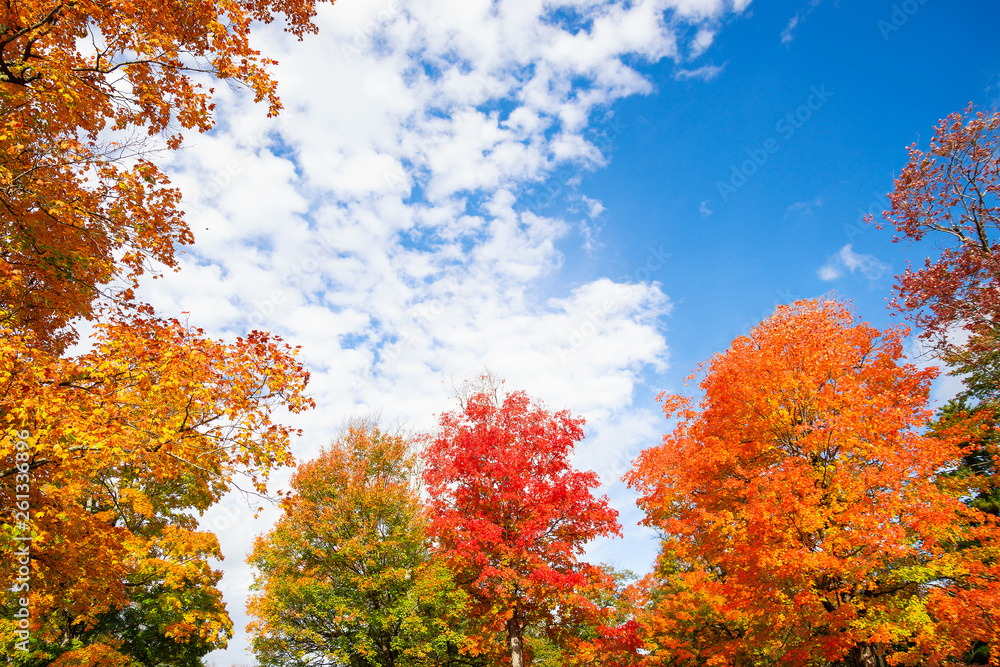 Colorful autumn foliage tree top leaves against blue sky and white clouds Colorful autumn foliage tree top leaves against blue sky and white clouds