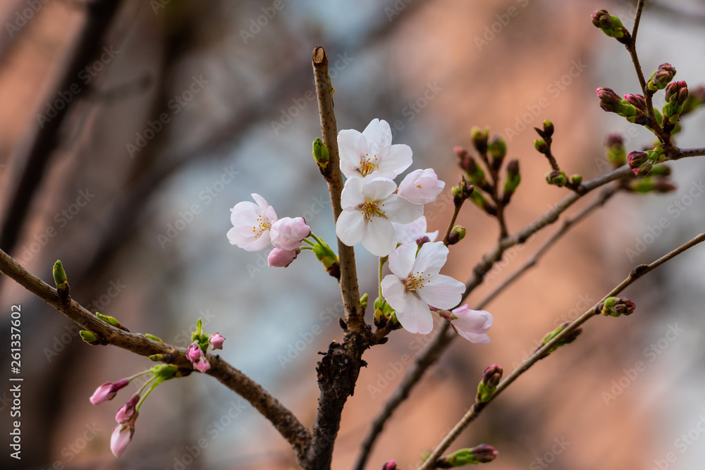 Cherry blossom in spring for background or copy space for text Cherry blossom in spring for background or copy space for text