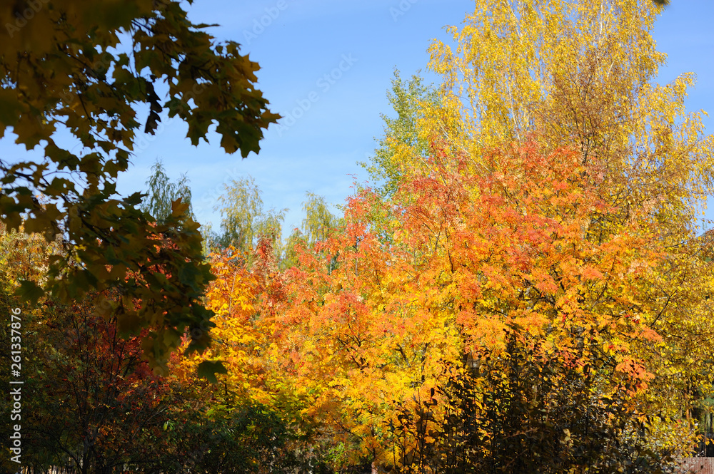 Autumn gold beauty nature wallpaper trees leaves beautiful Autumn gold beauty nature wallpaper trees leaves beautiful