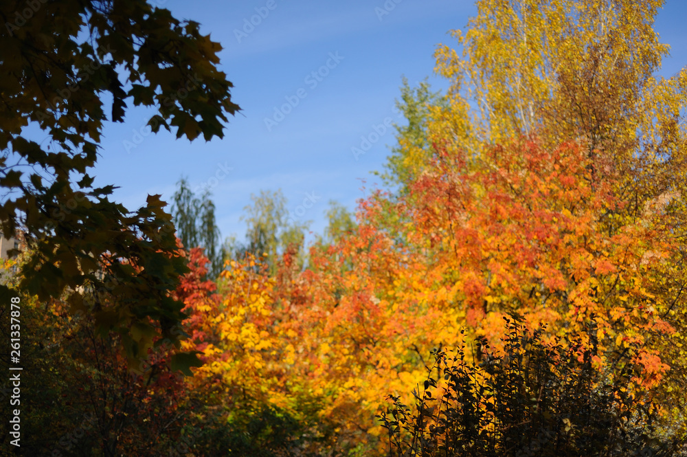 Autumn gold beauty nature wallpaper trees leaves beautiful
