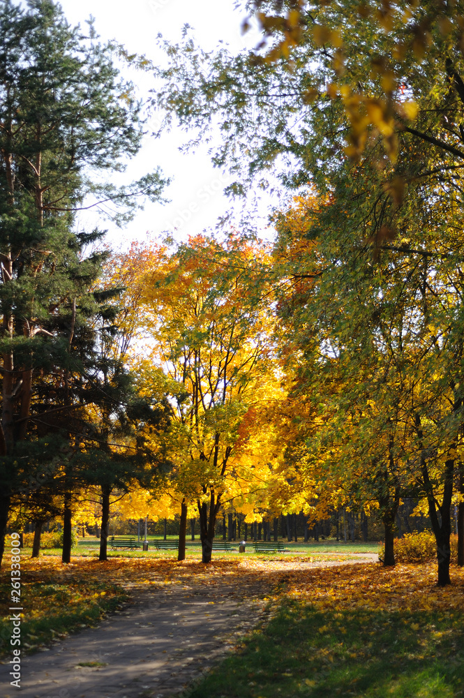 Naklejka premium Autumn gold beauty nature wallpaper trees leaves beautiful