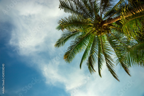 Tropical background of colorful coconut palm leaves against blue sky