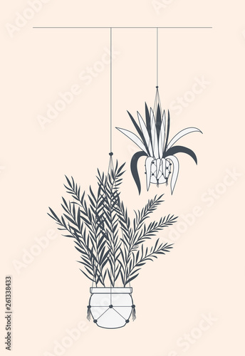 houseplants in macrame hangers