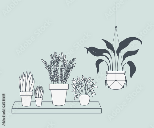 houseplants in macrame hangers and swing