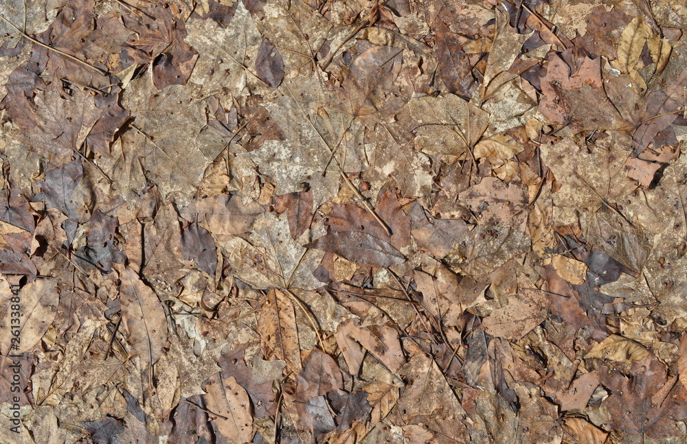 Leaf Litter after Winter Leaf Litter after Winter