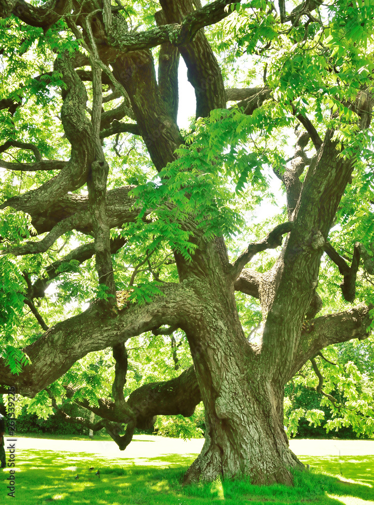 Fototapeta premium Woodland and Trees.