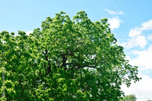 Wallpaper Mural Woodland and Trees. Torontodigital.ca