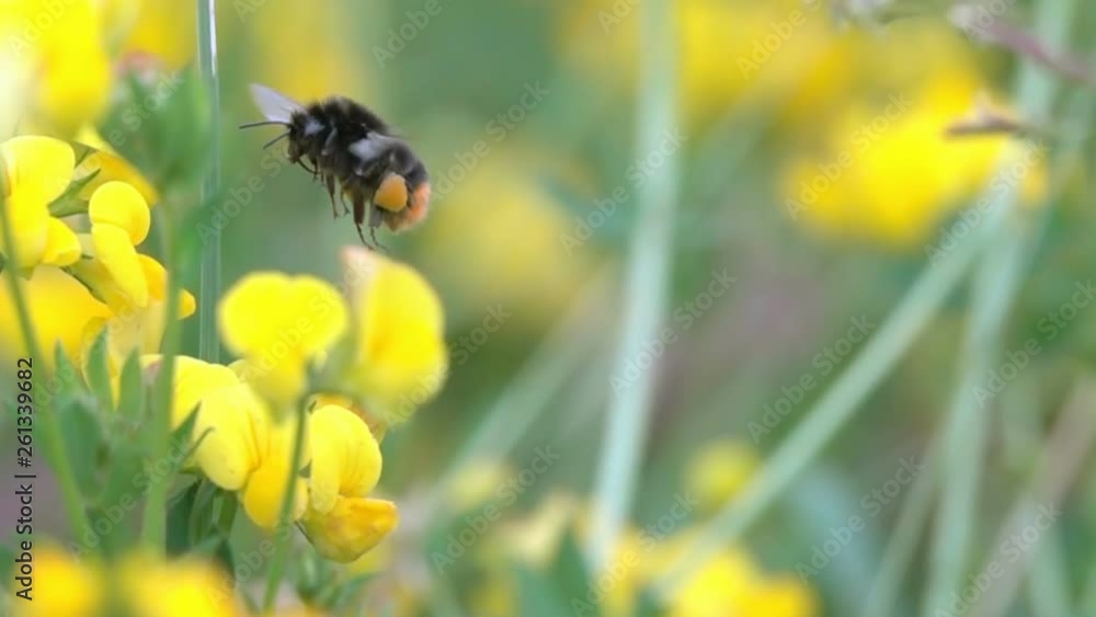 Bee BumbleBee Flying on Yellow Flowers with Pollen blurred background slow-motion nature Bee BumbleBee Flying on Yellow Flowers with Pollen blurred background slow-motion nature