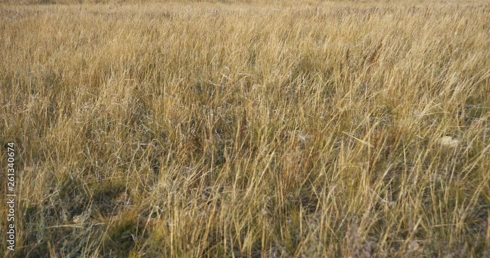 Nature yellow grass swaying background in the wind in Autumn Nature yellow grass swaying background in the wind in Autumn