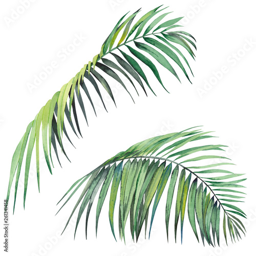 Set of tropical palm leaves. Watercolor on white background. Isolated elements for design.