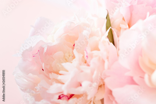 Blurred delicate petals of a pink peony. Unfocused abstract floral background