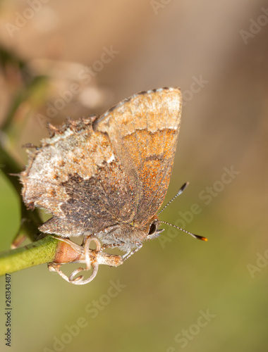 Tiny Henry's Elfin butterfly enjoying spring sun while resting on a briar vine