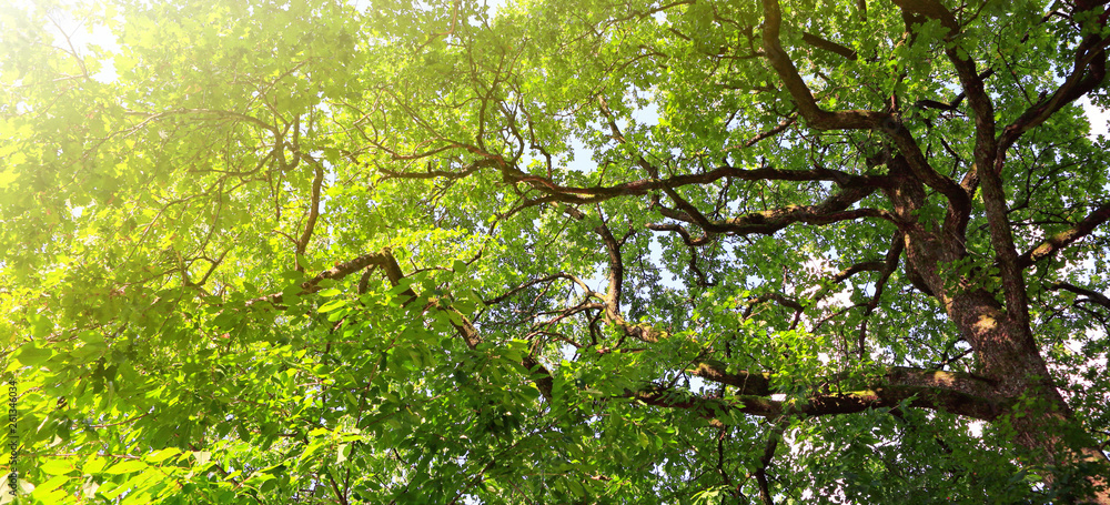 Obraz premium Sun rays shining through trees ,nature background.