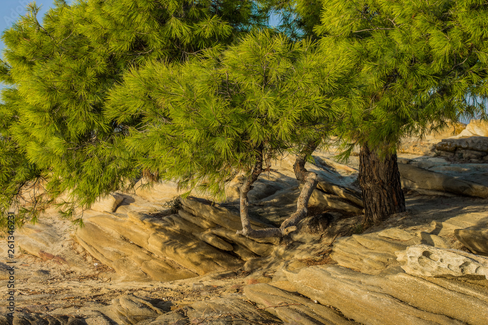 tropic forest edge with saturated green cedar tree on rocky stone ground natural outdoor local scenic environment tropic forest edge with saturated green cedar tree on rocky stone ground natural outdoor local scenic environment