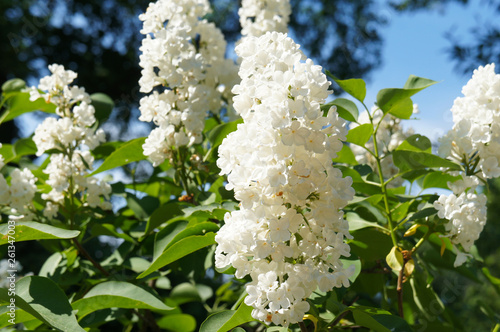 Foto White lilac or syringa alba flowers
