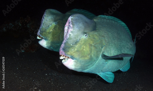 Underwater world - Green humphead parrotfish - Bolbometopon muricatum. Liberty wreck. Tulamben  Bali  Indonesia. 
